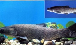 青鱼视频在线观看国产,青鱼视频带你领略国产影视魅力