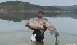 青鱼视频在线观看国产,青鱼视频带你领略国产影视魅力